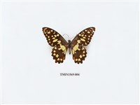 藏品(花鳳蝶)的圖片